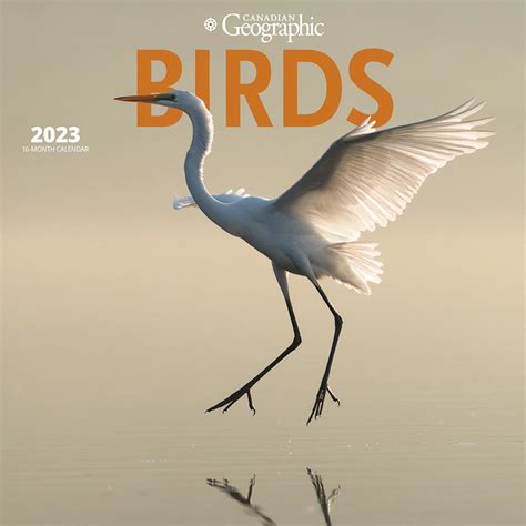 Canadian Geographic Birds Square Wall Calendar Wyman