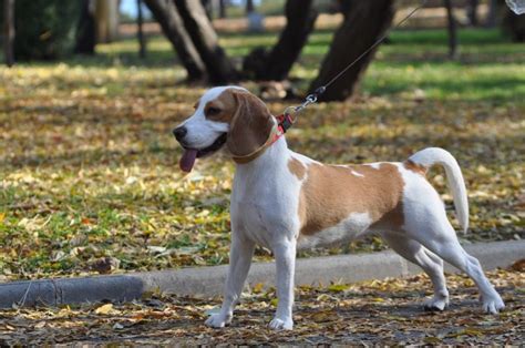 8 Most Beautiful Beagle Colors - Coat Markings & Pictures