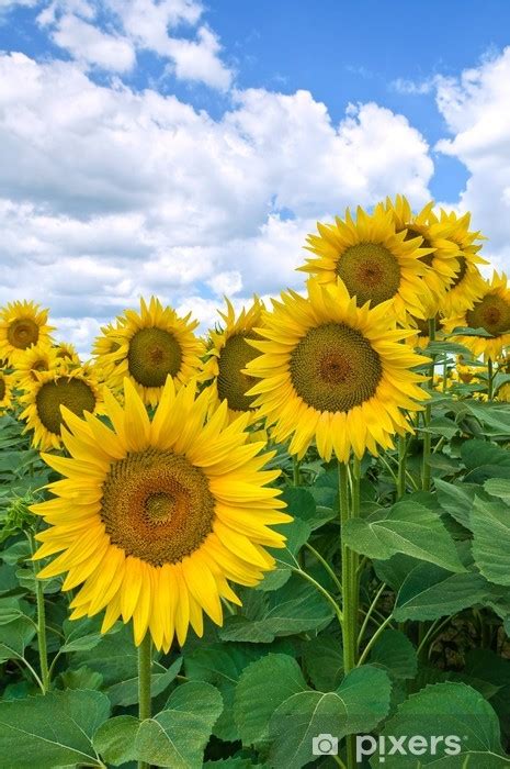 Wall Mural Sunflower Field PIXERS UK