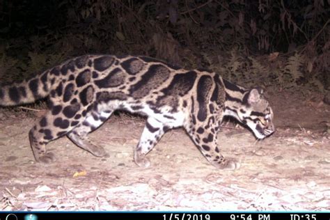 Clouded Leopards Develop Ways To Survive Competition