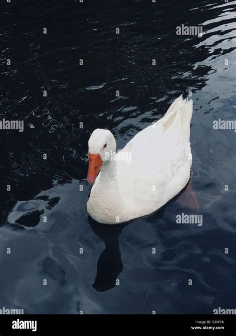 White Duck Swimming In Lake Stock Photo Alamy