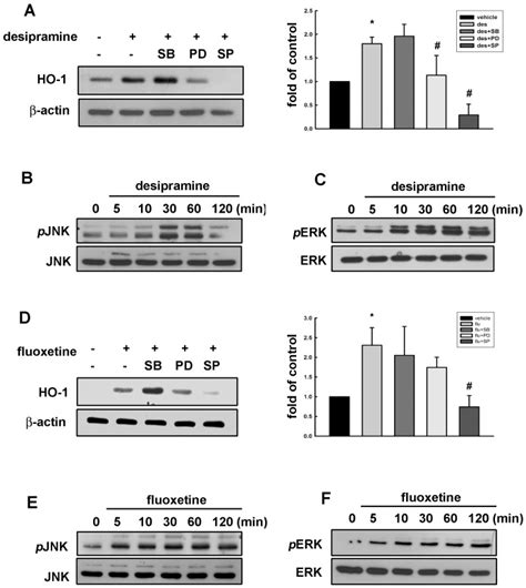Cells were pretreated with various of MAP kinase inhibitors SB203580 ... 