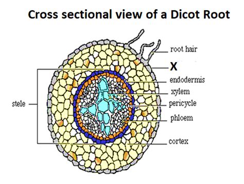 Cross Section Of Dicot Root