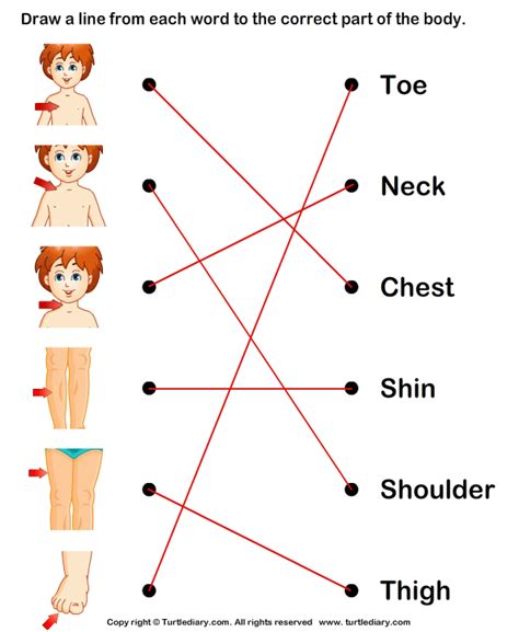 Match Body Parts To Their Names Worksheet 6 - Turtle Diary