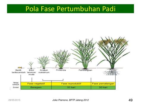 Mari Berbagi Pengetahuan Biologi Pertumbuhan Dan Perkembangan Pada