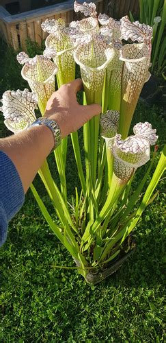 S Giant Cotton OBH7 Sarracenia Addiction