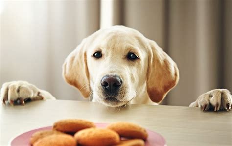 Donner Du Fromage à Un Chien Chien Nouvelles