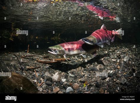 Underwater View Of A Sockeye Salmon Oncorhynchus Nerka Spawning Pair