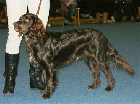 Deutscher Wachtelhund Info, History, Temperament, Training, Puppy, Pictures