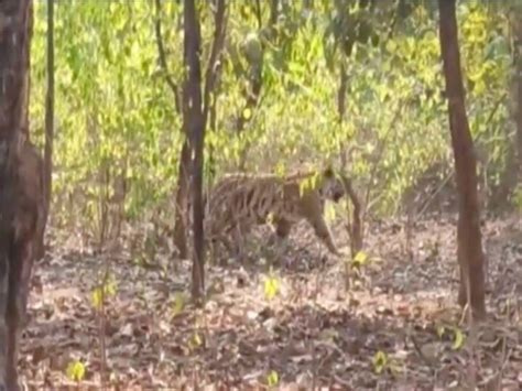 Leopard Trapped In Tigress Fight Sat On Tree For Hours In Fear Read