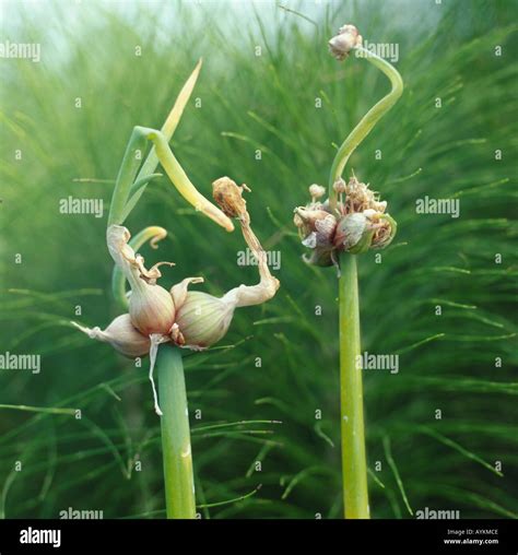 Allium Cepa Proliferum Group Tree Onion Egyptian Onion Lazy Mans