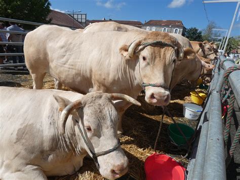 Sauveterre de Béarn très beau succès pour le retour de la fête de la