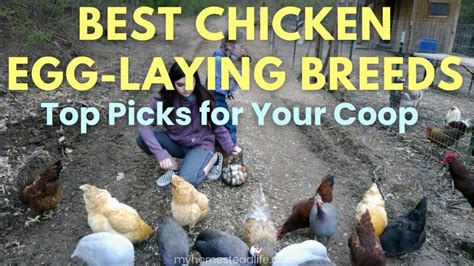 Best Chicken Egg Laying Breeds My Homestead Life