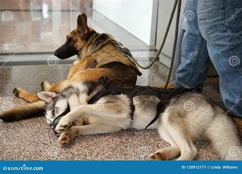 Service And Companion Dogs Relaxing Stock Image Image Of Limitation