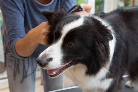 Do Border Collies Shed Grooming Advice For Collie Owners