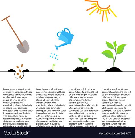 Timeline Infographic Of Planting Tree Process Vector Image