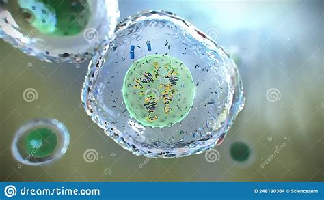 3 ª Ilustración De La División Celular De Mitosis Stock de ilustración