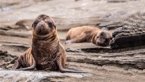 A Galapagos Sea Lion Birth Witnessing A Breathtaking Event