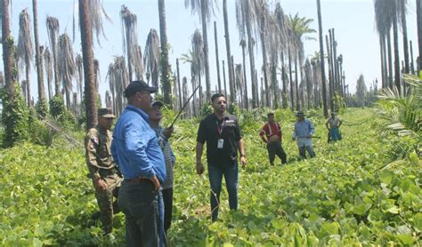 Mitradel Realiza Operativos Contra El Trabajo Infantil En Fincas De