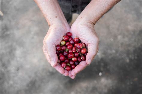 Fresh Red Coffee Berries Beans in Coffee Plantation.arabica Coffee ...