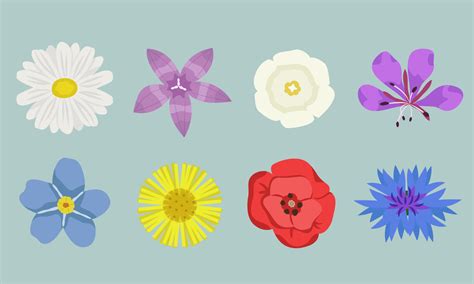 Set of different wildflowers top view. Beautiful flowers in cartoon ...