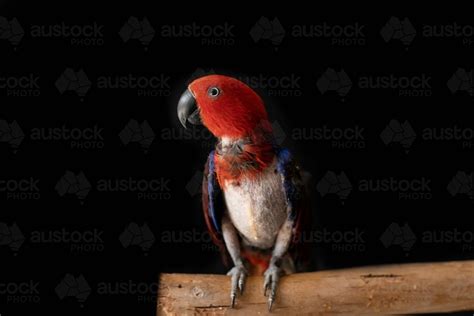 Image Of Female Red And Blue Eclectus Parrot Eclectus Roratus The