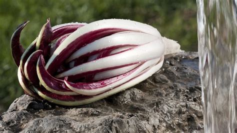 Al Via La Stagione Del Radicchio Rosso Di Treviso LIGP Raggiunti 500