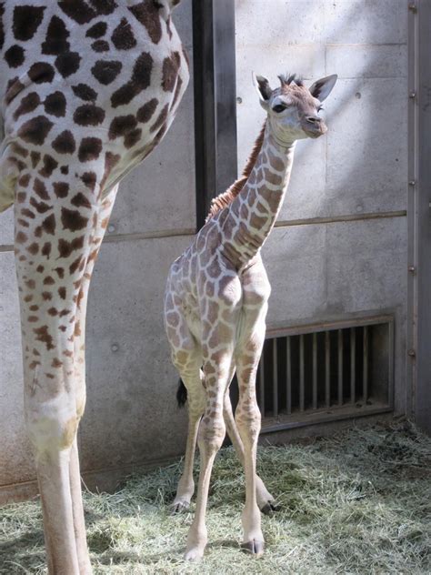 天王寺動物園でキリンの赤ちゃん誕生 初乳を飲むのを確認 あべの経済新聞