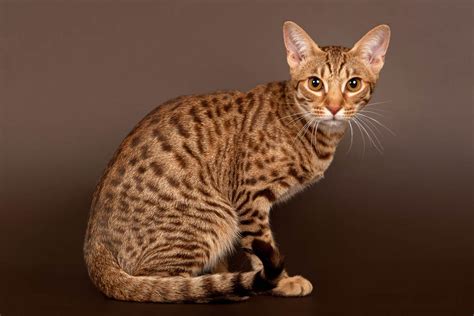 Tabby Cat Breeds Colours And Markings Cat World