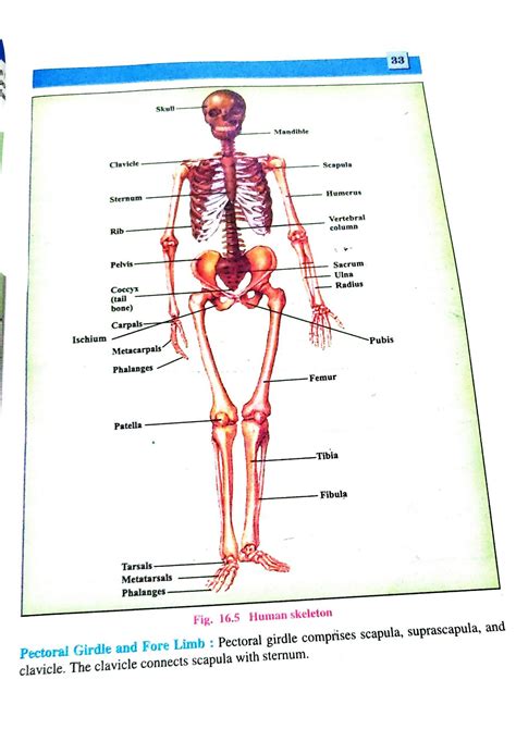 SOLUTION Skeleton System Studypool