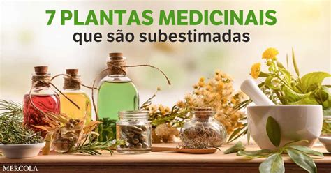 7 Plantas Medicinais Que Você Pode Usar Para O Benefício Da Sua Saúde