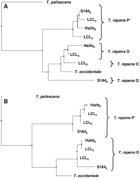 Representative Phenetic NJ Dendrograms Representing Levels Of