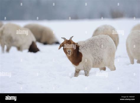 Boers Goat Side View Stand View In The Camera Snow Winter Stock