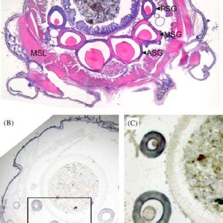 Localization Of Sg And The In Situ Expression Patterns Of Nf A An