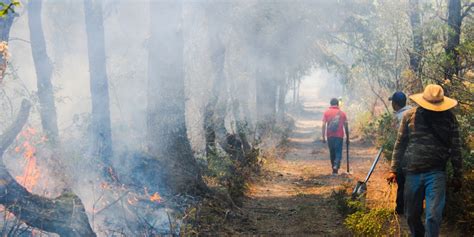 Uno De Cada 10 Incendios Forestales Son Por Actividades “recreativas”