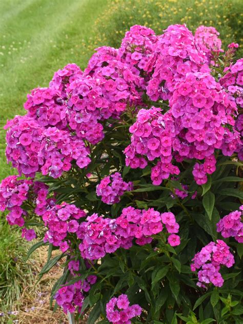 Phlox Material Girl Bluestone Perennials