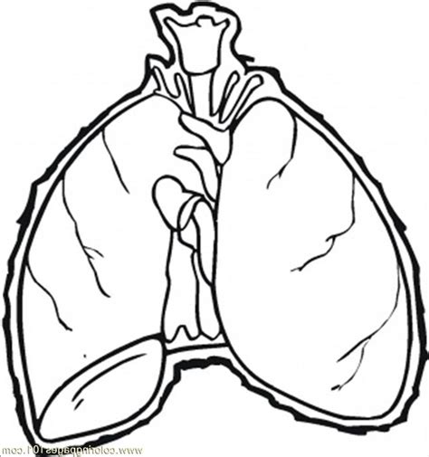 Human Lungs Drawing | Free download on ClipArtMag