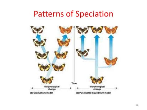 PPT - MACROEVOLUTION - Speciation PowerPoint Presentation - ID:3803996