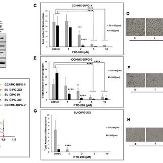 Bmi Downregulation Affects Rb Pathway Induces G S Cell Cycle