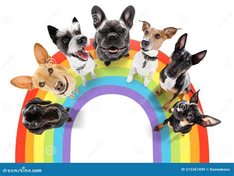 Perro De Orgullo Gay Imagen De Archivo Imagen De Igualdad 215367499