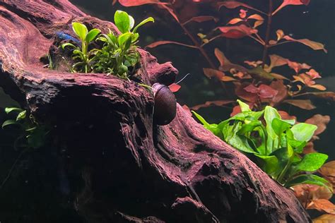 Dwarf Anubias Ultimate Plant Care And Growth Guide