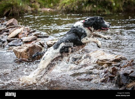 English springer spaniel hunting hi-res stock photography and images - Alamy