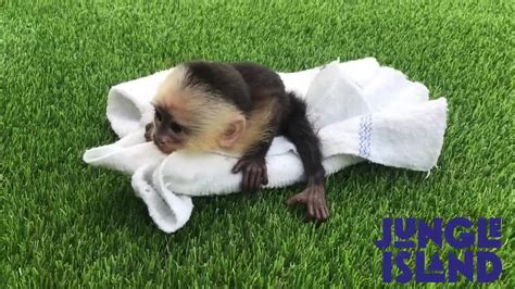 Jungle Island welcomes new baby capuchin monkey