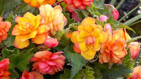 Overwintering Tuberous Begonias in Pots - Back Gardener