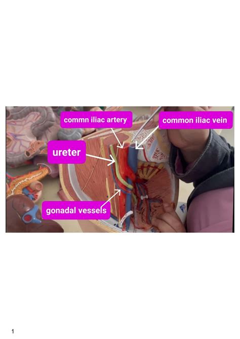 Solution Pelvis Anatomy Indeed Team Studypool