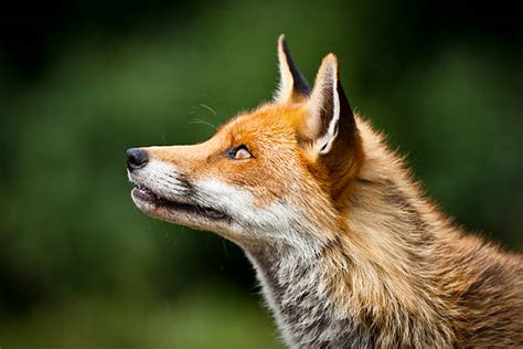 1900 Fox Side View Stock Photos Pictures And Royalty Free Images Istock