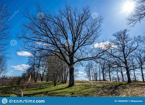 Large Naked Tree Trunks In Spring Park Stock Image Image Of Travel