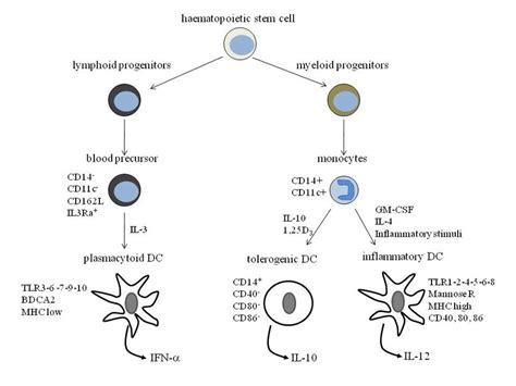 Dendritic Cell Subsets Dcs Are Heterogeneous Not Only In Terms Of