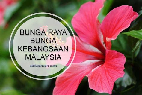 Bunga Raya Bunga Kebangsaan Malaysia