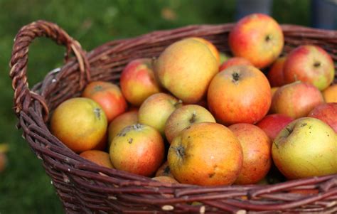 Fotos Gratis Manzana Fruta Verano Maduro Comida Rojo Produce